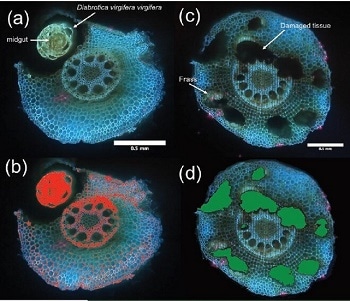 Interactions Between Roots and Soil Organisms Revealed by Novel Use of Laser Technology