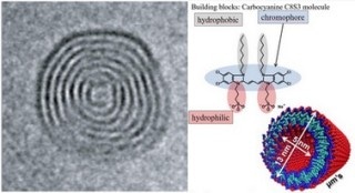 Researchers Examine Energy Transport via Artificial Light-Harvesting Complex