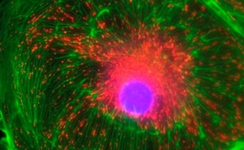 Optical Filters for Fluorescence Microscopy - Compatible with all Major Microscopy Manufacturers