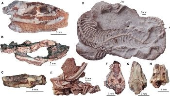New Fossils Shed Light on How Snakes Got Their Bite and Lost Their Legs