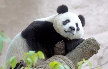 Hikvision Provides High Resolution Cameras to Moscow Zoo for Panda Observation