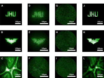 Tiny, Lens-Free Endoscope Precisely Images Live Neural Activity