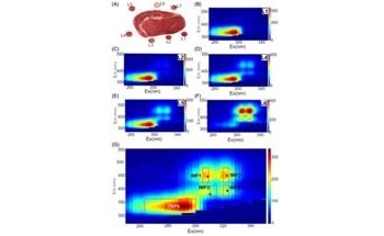 Evaluating Quality of Meat Objectively by Fluorescence Spectroscopy