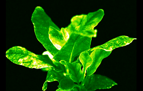 Sustained Light Production in Living Plants