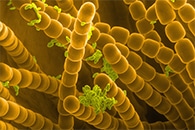 Safe, Accurate 3D Imaging Method to Find Sperm Cells Moving at High Speed