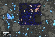 New Actin Imaging Method Could Help Better Understand Mitochondrial Dysfunction