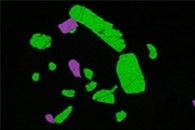 Using Brain-Like Electronic Devices to Produce Vivid Colors