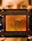 Fraunhofer IPMS Achieves Major Milestone in OLED-Based Backlights