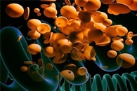Producing Hydrogen from Light Using Non-Photosynthetic Microorganisms