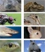 Forward-Facing Eyes Allow Animals to 'See Through' the Clutter in the World