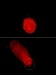 Using Lasers and holograms to Precisely Position Numerous Tiny Particles within Seconds