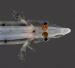 First Vertebrate to Use Mirrors to Focus Light in its Eyes
