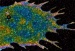 New Imaging Technology that Produces the Best 3-D Resolution Ever Seen with an Optical Microscope