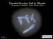 New Kind of Microscope to Visualize Cells in 3-D