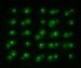 Using Laser Tweezers to Study Single Cell