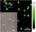 Light Emitting Probes Represent Significant Step in Scrutinizing the Behaviors of Proteins
