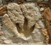 Scientists Preserve 110 Million-Year-Old Dinosaur Footprint with Portable 3D Laser Technology