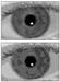 New Report Illustrates Accurate Iris Recognition Algorithms Can be Achieved with Compact Images
