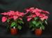 Light Manipulation Proves Effective in Acheiving Desired Height in Some Ornamental Plants