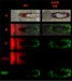 Researchers Develop Tools By Using Imaging Mass Spectrometry to Visualize Cells Communication