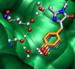 Chemists Use Short Laser Pulses to Study Green Fluorescent Protein