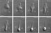 Scientists Study How Immune Cells Follow Bacteria by Using Holographic Optical Tweezers