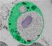 Scientists Discover Membrane-Coat Proteins in Bacteria Using Electron Microscopy