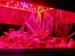 Lettuces Tested Under Red LEDs Show 65% Decrease in Nitrates