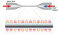 New Quantum Interface Developed Based on Ultra-Thin Glass Fiber