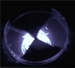 Drosophila Larvae Genetically Modifies Under Blue Light