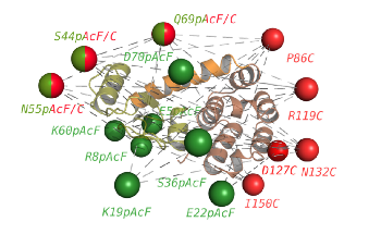 Fluorescence-Based Optical Imaging Method may Aid in Structure-Guided Drug Design
