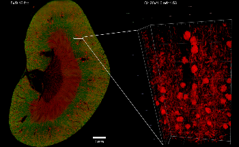 ZEISS Lightsheet 7 Allows Multiview Imaging of Both Living and Cleared Specimens