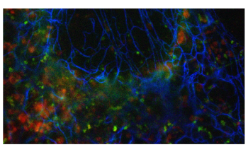 New Easy-to-Implement, Robust Multicolor Super-Resolution Imaging