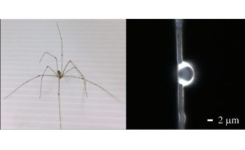 New Spider Silk-Based Biocompatible Lenses for Biological Imaging
