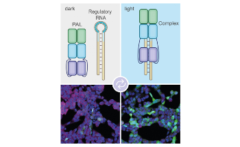 New Technique Enables Accurate Gene Control by Blue Light