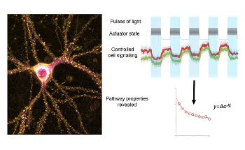 Simple Technique Uses Light to Modify Disease Signaling