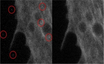 Teledyne Photometrics’ New Technical Note Explores Key Factors of Scientific Imaging Quality