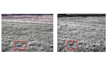 Infrared Cameras can Make it Easier to Spot Invasive Pythons