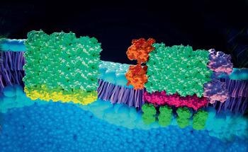 Blue Light Offers New Insights into Key Signaling Pathway of Embryo Development