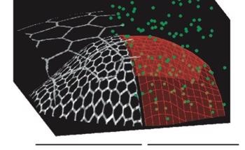 New Smart Microscope Adapts Itself to Image Biological Structures