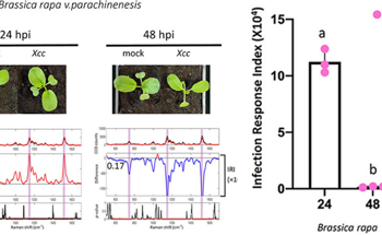 SMART Researchers Develop Method for Early Detection of Bacterial Infection in Crops