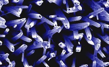 New Method for Better Visualizing Fibroblasts in the Central Nervous System