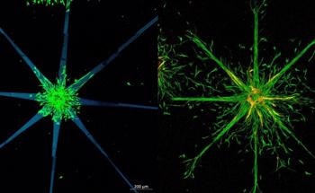 Laser Power and Cell Migration: Guiding Living Cells Using Laser Beams