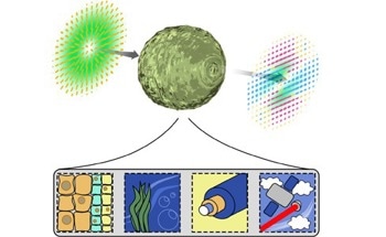 Researchers Discover the Behavior of Light in Complex Media