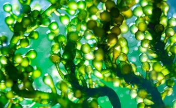 Monitoring Phytoplankton in Oceans with Hyperspectral Optical Data