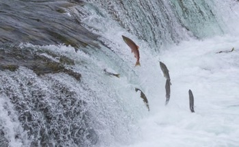 Optical Sorting Could Help Manage Fish Migration