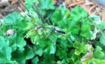 Machine Learning and Microscopy Technique Could Change the Future of Insect Identification