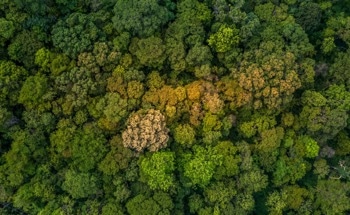 Researchers Use Optical Remote Sensing to Monitor Forest Resources