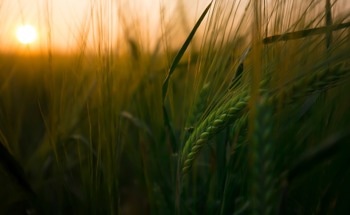 Using Polarimetry to Monitor Crops from Space