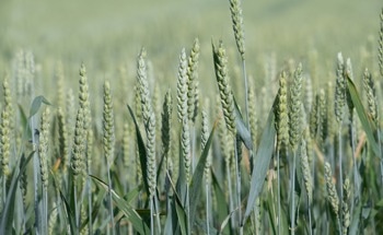 Superlative Optical Sensors for Predicting Corn Grain Yield